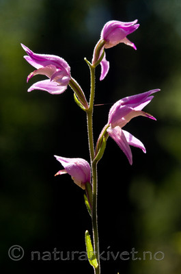 BB 11 0291 / Cephalanthera rubra / Rød skogfrue